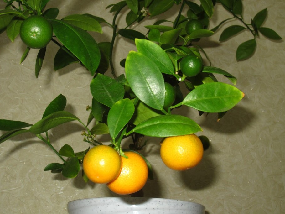 Цитрус Лаймкват Лейкленд