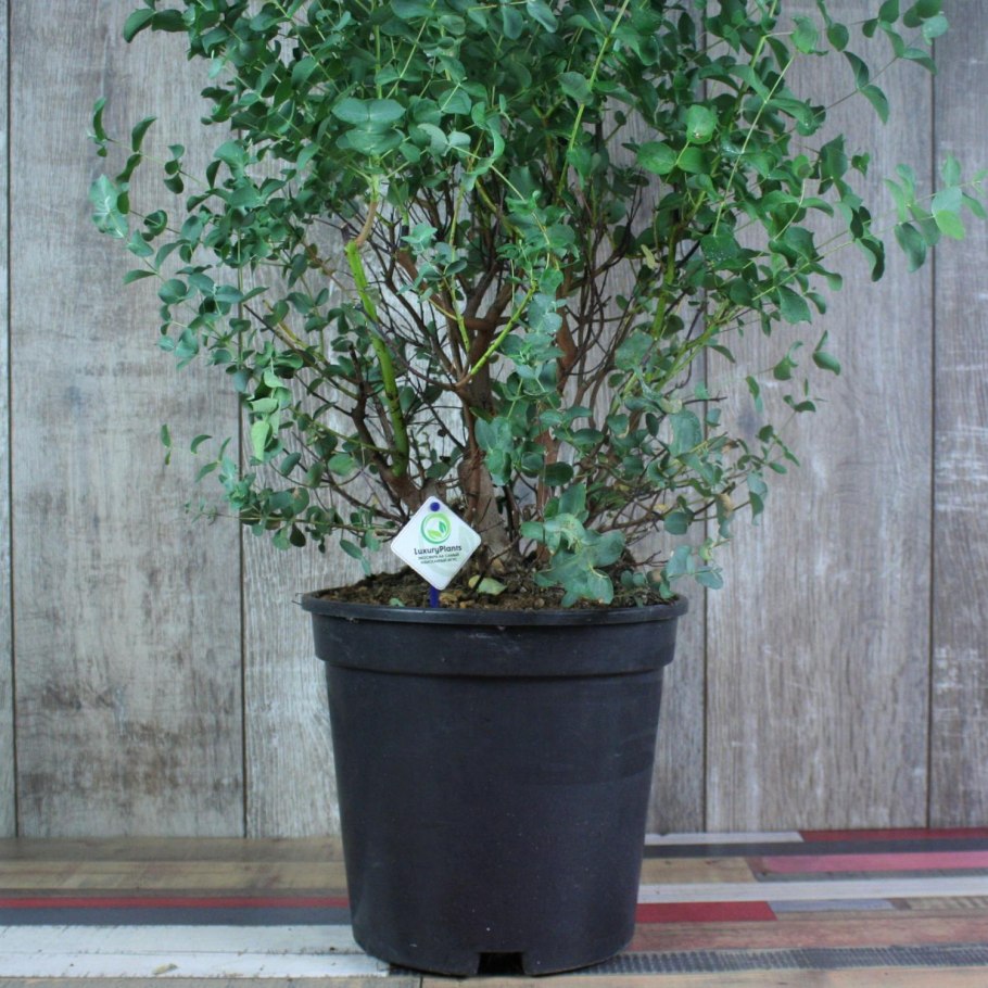 Эвкалипт Сильвер