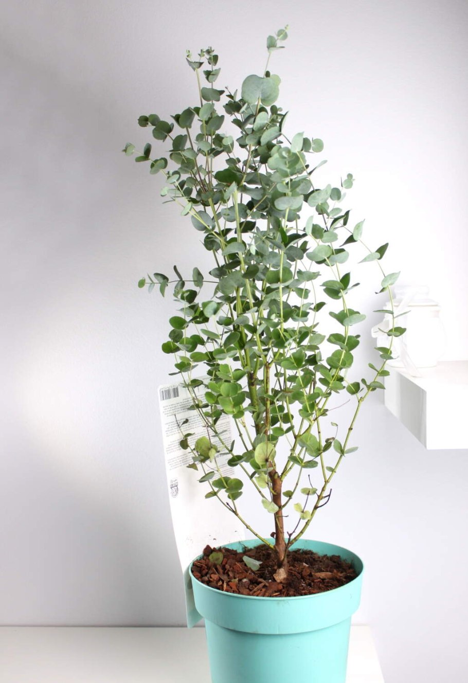 Гунни эвкалипт