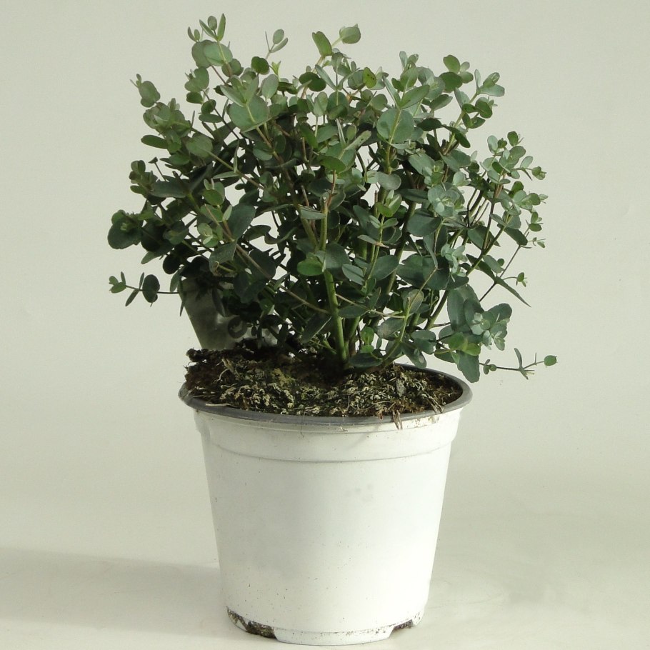 Пендула стабилизированная