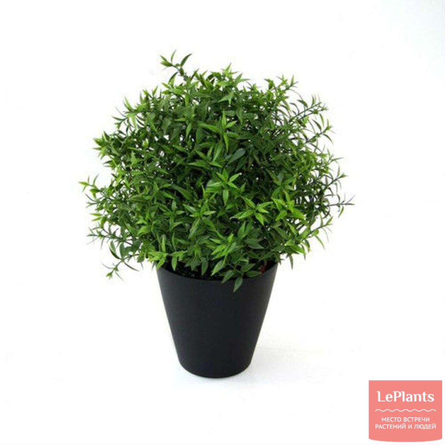 Эвкалипт Гунни комнатные растения