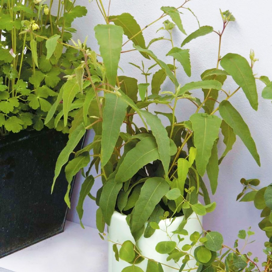 Эвкалипт лимонный