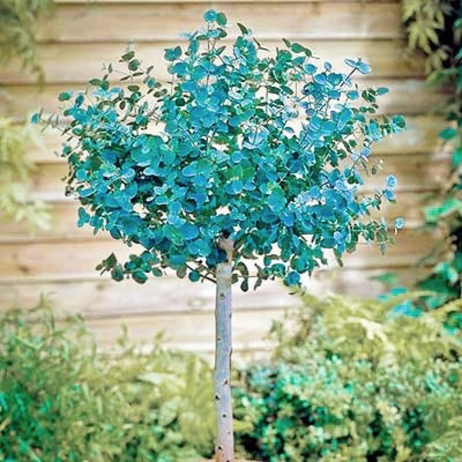 Эвкалипт шаровидный комнатный