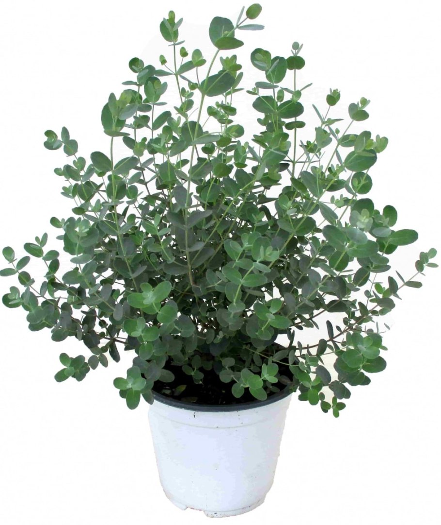 Eucalyptus Гунни