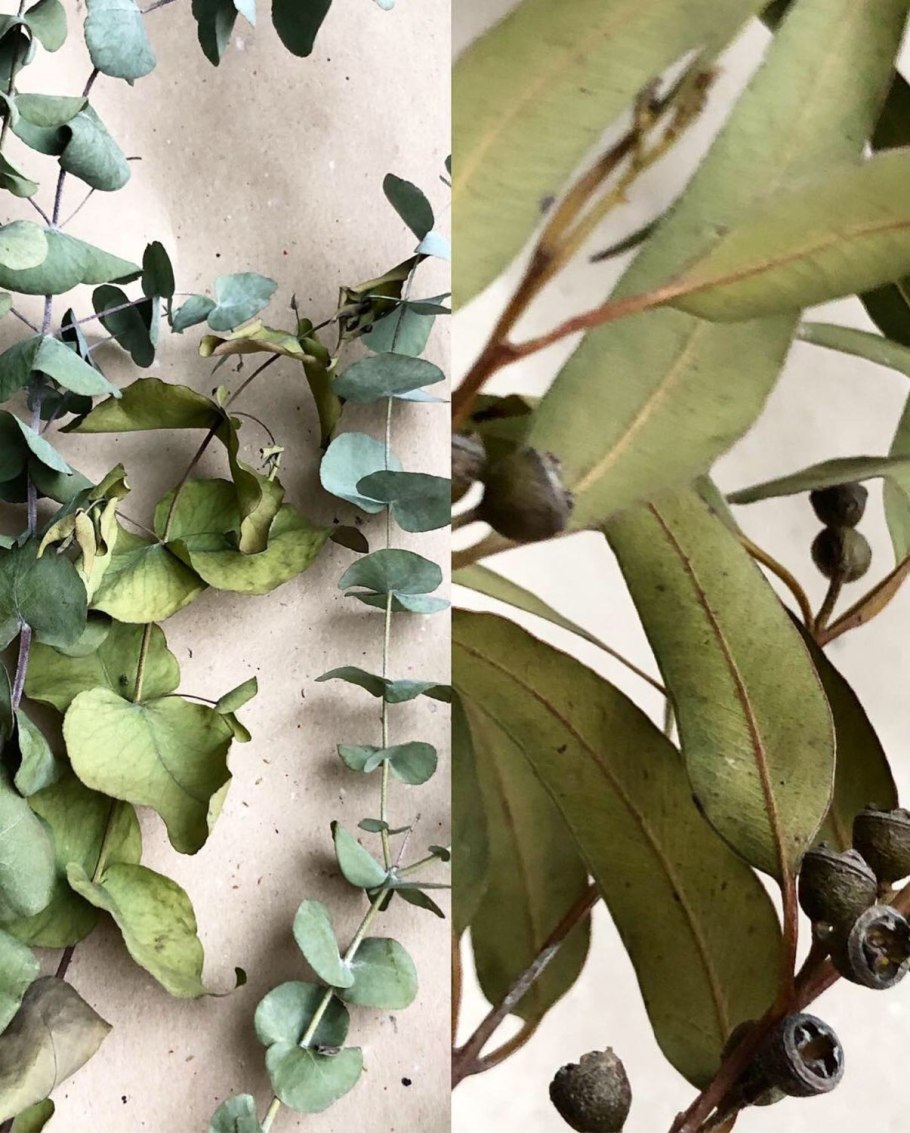 Эвкалипт Гунни Казань