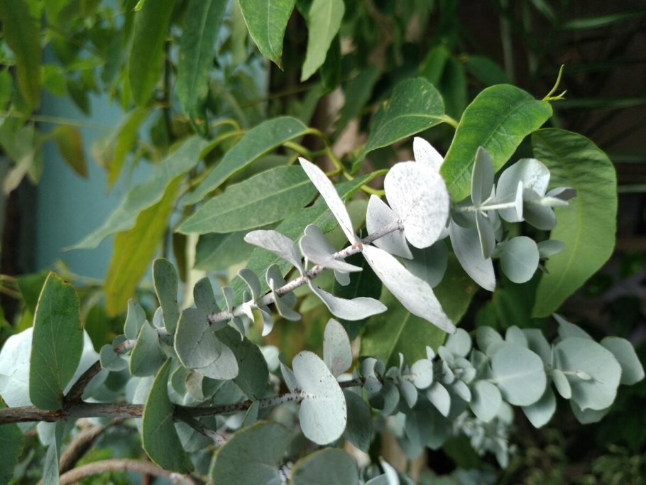 Зелень эвкалипта в вазе