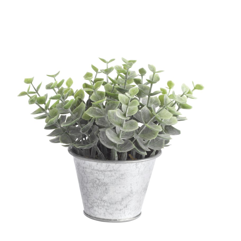 Эвкалипт комнатный круглолистный