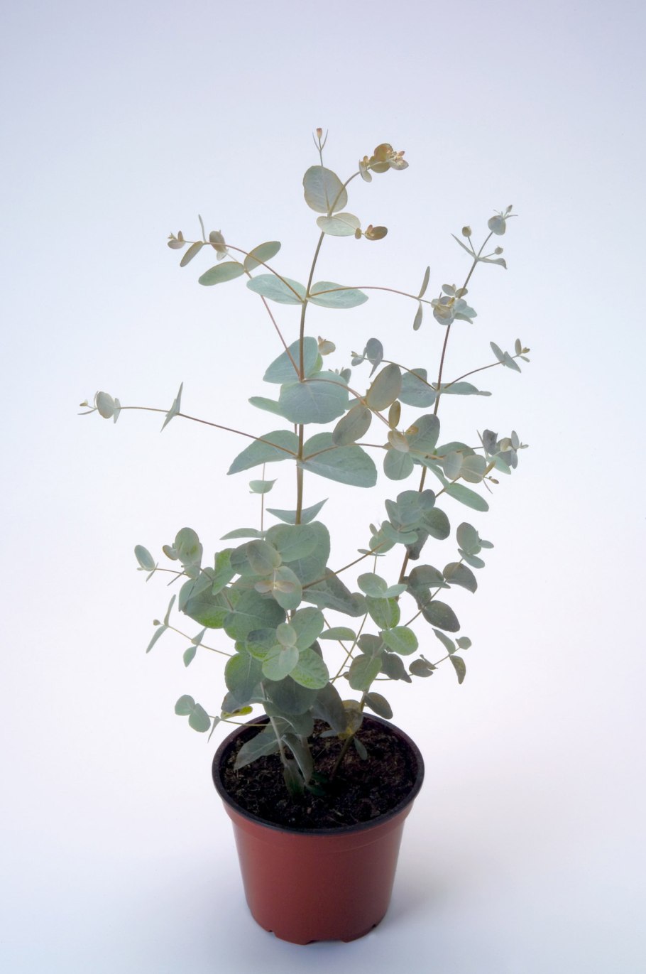 Эвкалипт комнатный круглолистный