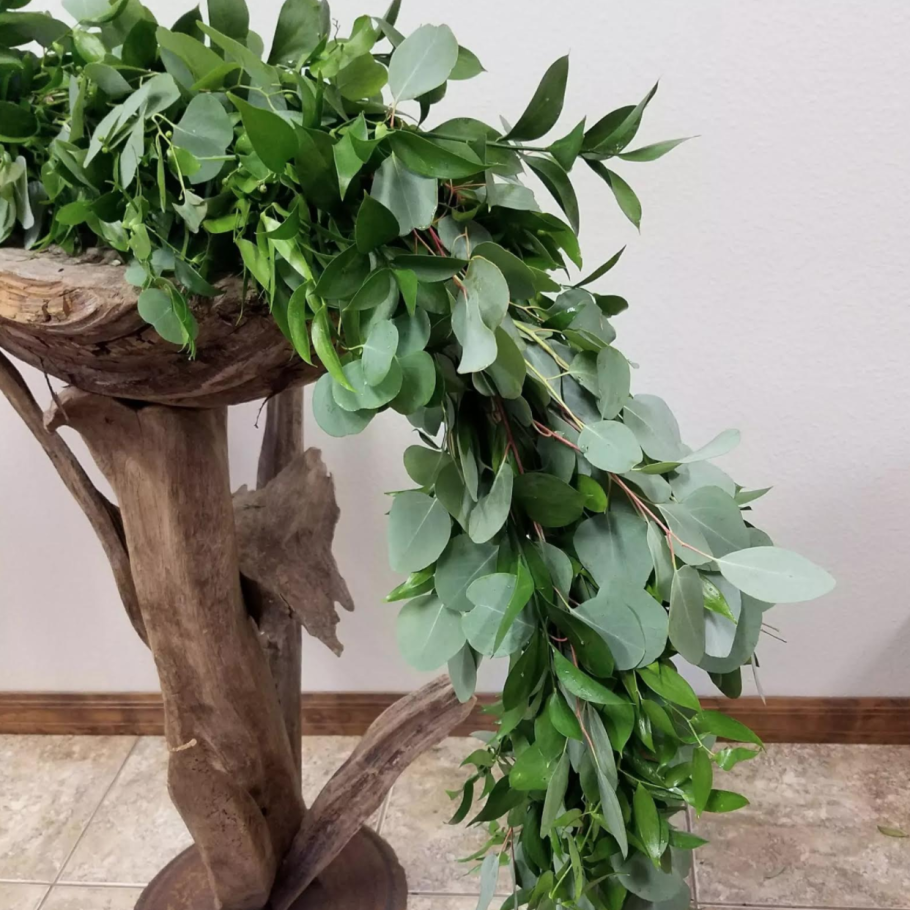 Эвкалипт лимонный