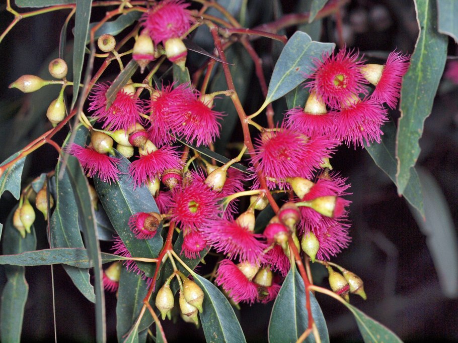 Эвкалипт Гунни комнатный