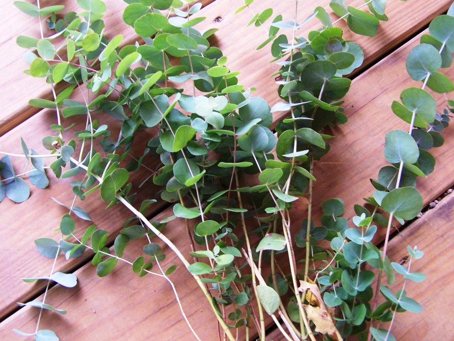 Эвкалипт цинерия сильвер