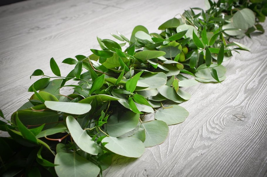 Эвкалипт комнатный