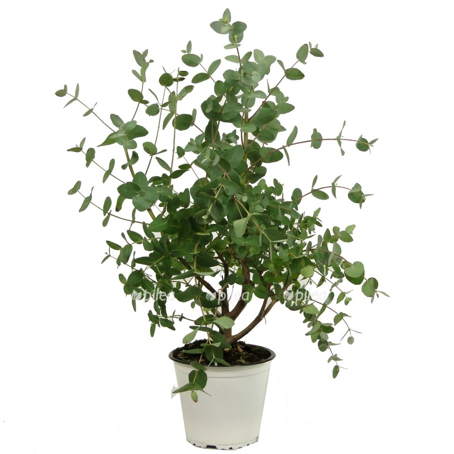 Эвкалипт Гунни комнатный