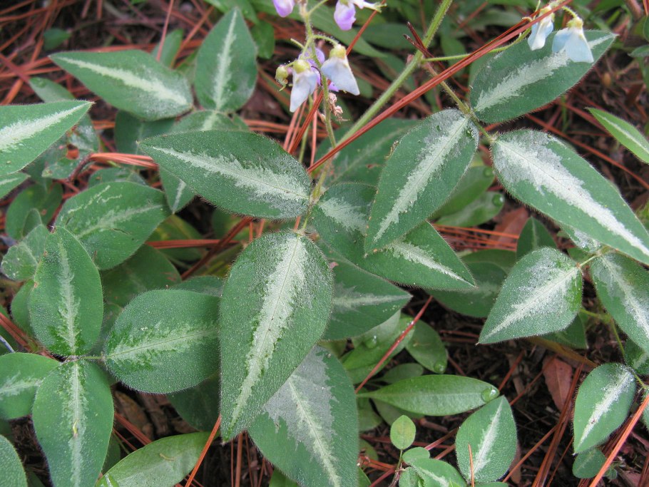 Cyrilla racemiflora