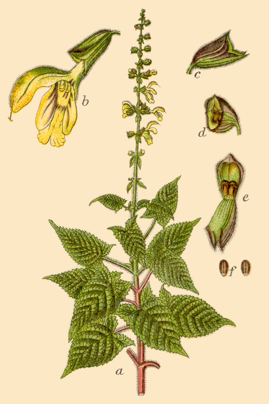 Мезембриантемум Хрустальный