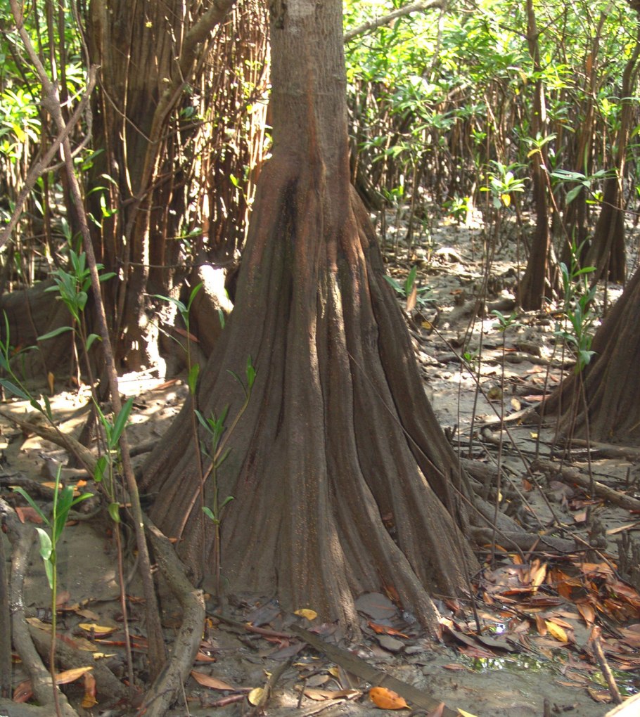 Tetrameristaceae малака