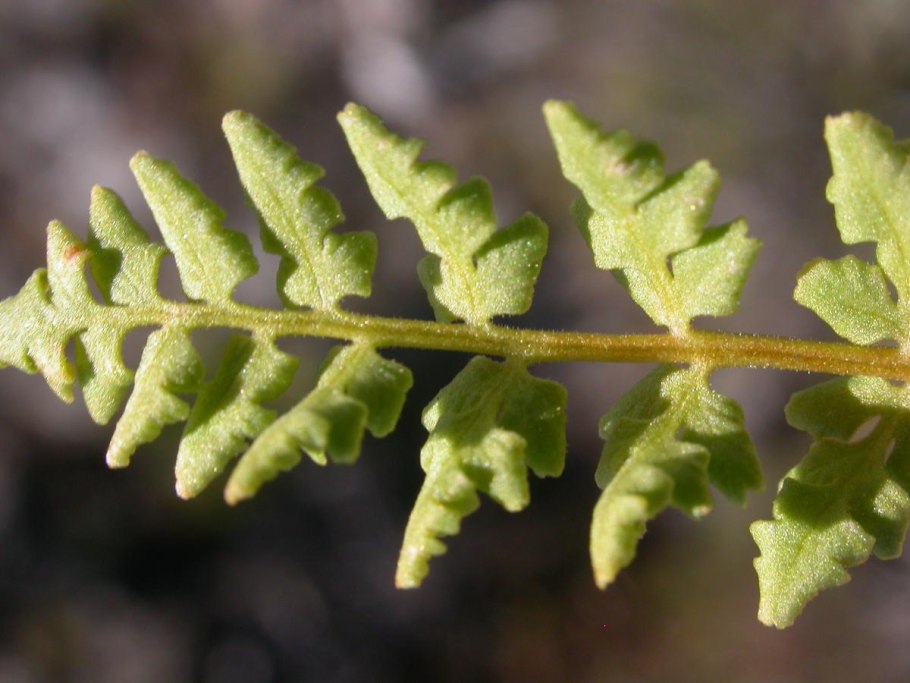 Строение Крылатки клена