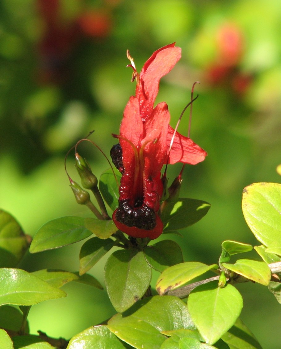 Руттия розовая