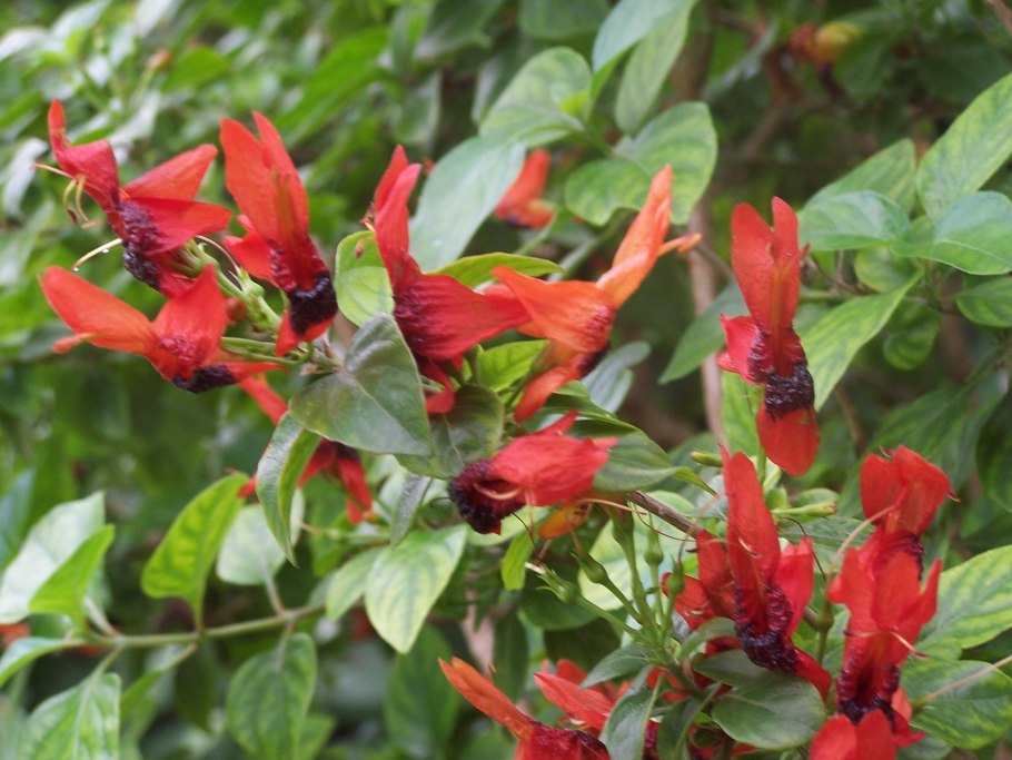 Руттия фрутикоза