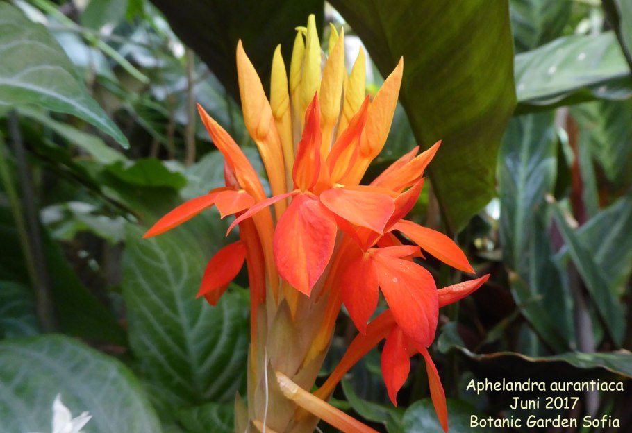 Aphelandra pulcherrima
