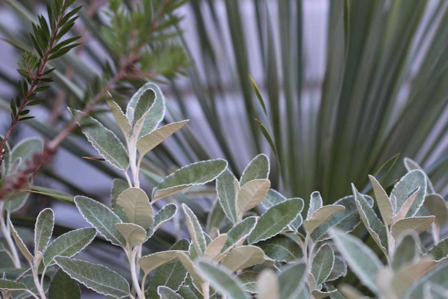 Брахиглоттис Грея