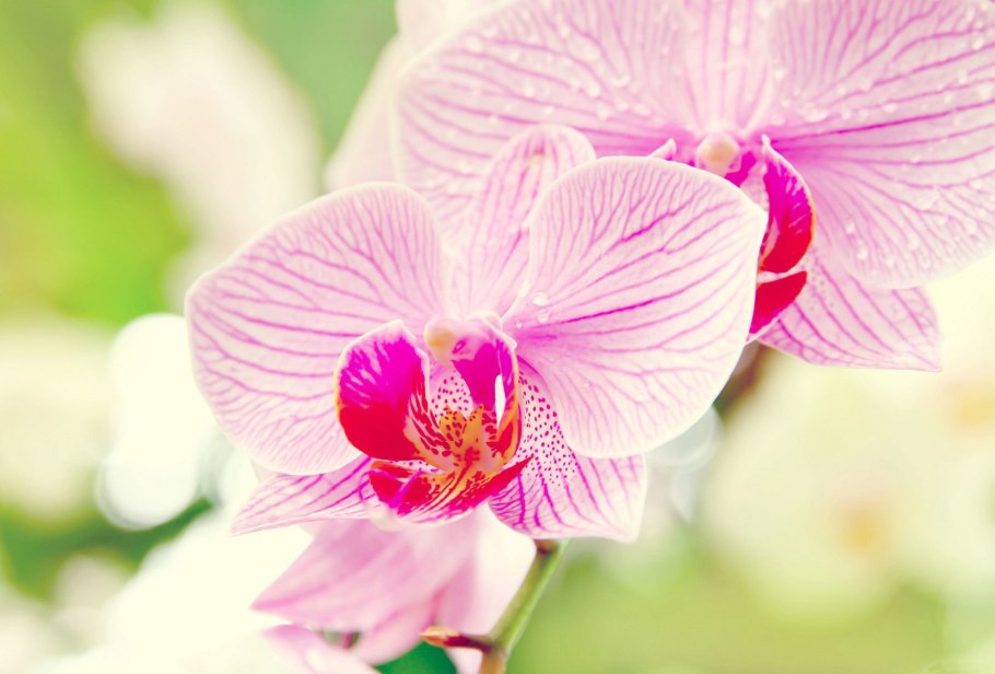 Бьютифул Орхидея