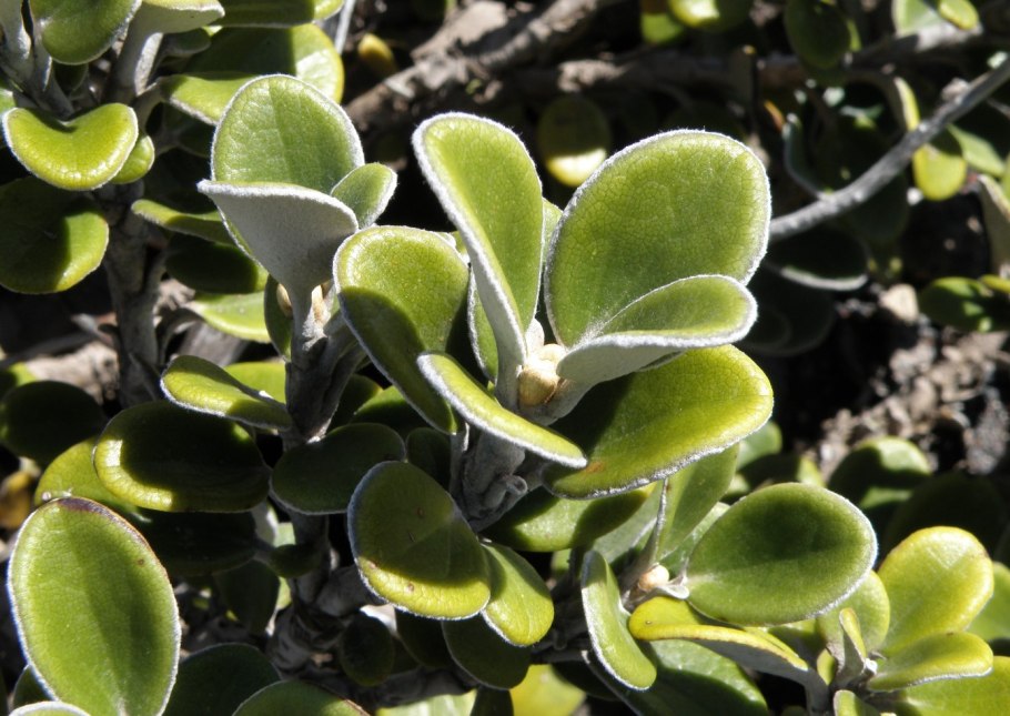 Брахиглоттис Солнечный свет