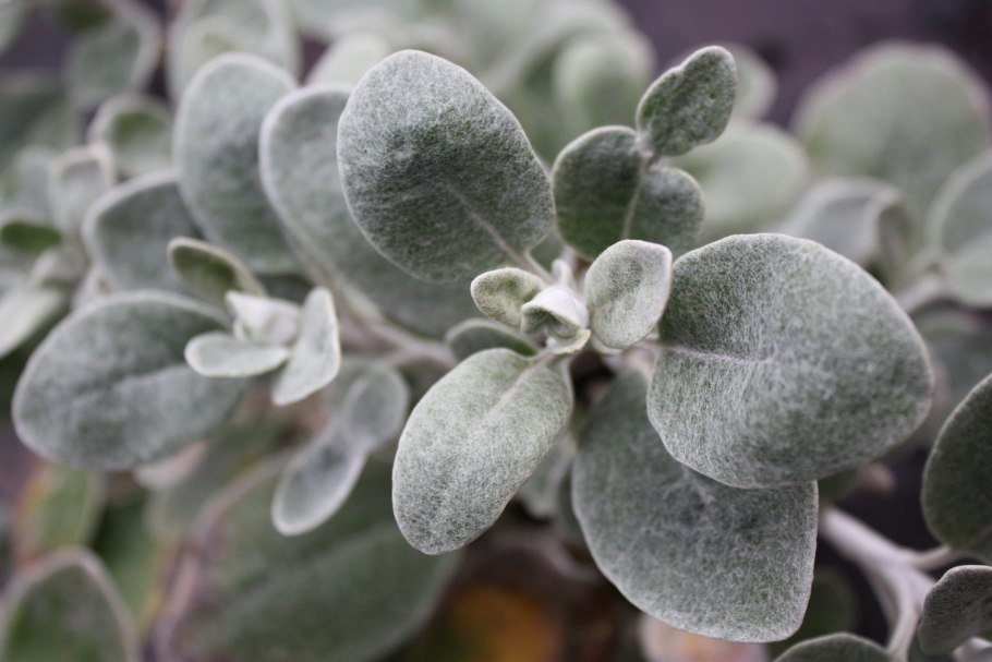 Брахиглоттис Грея