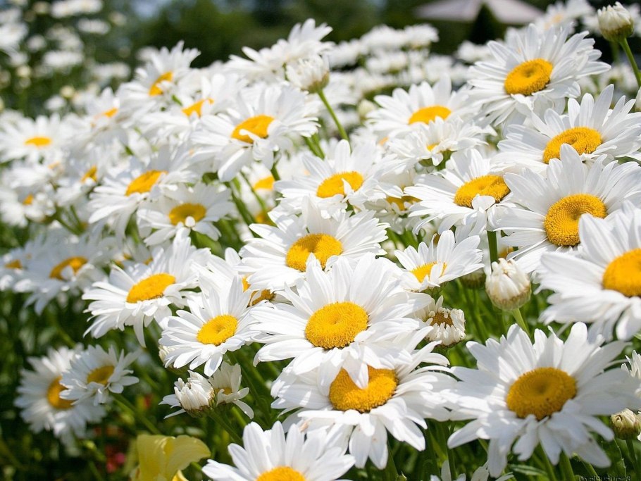 Мойчечак Гули