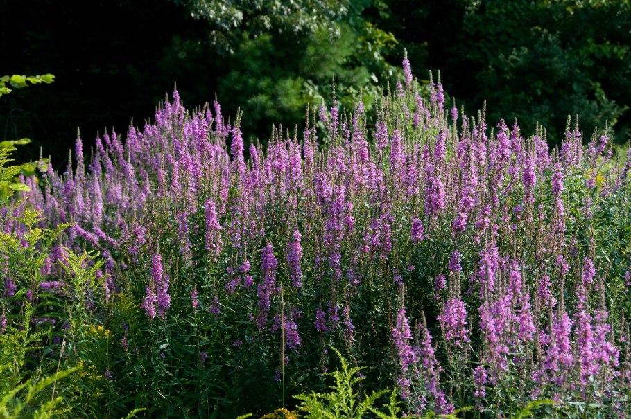 Lythrum salicaria Robert