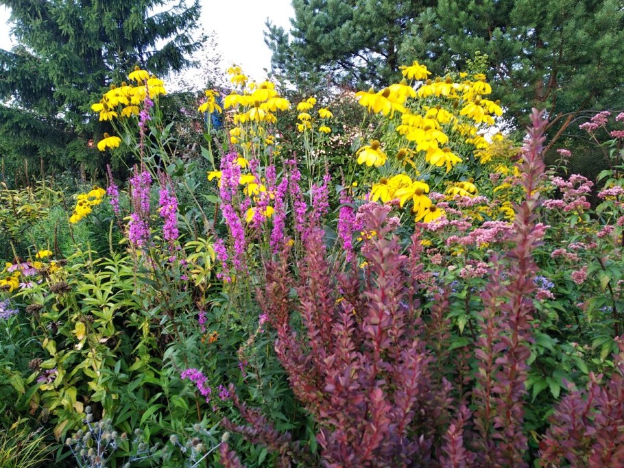 Дербенник иволистный (Lythrum salicaria)