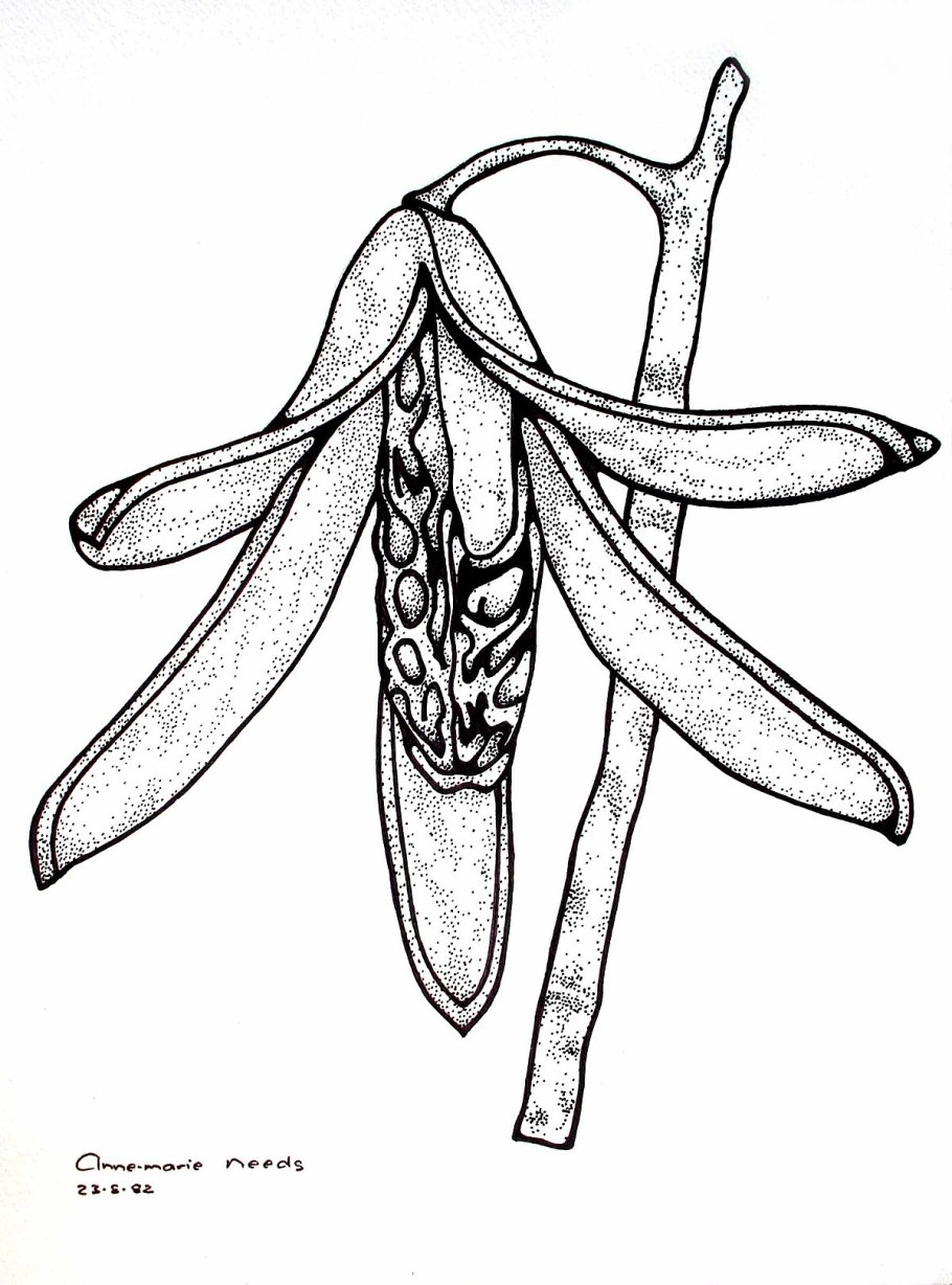 Entandrophragma caudatum из семян