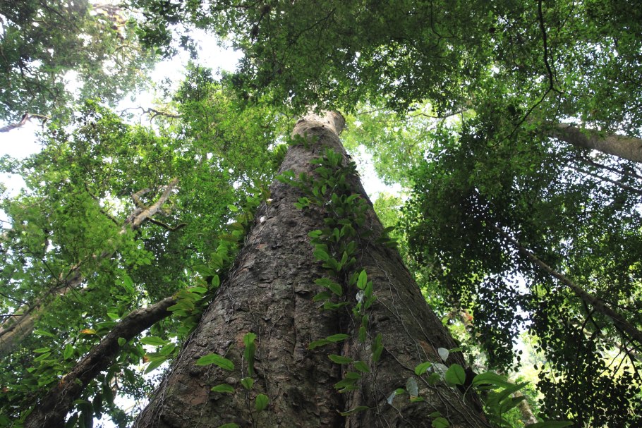 Entandrophragma cylindricum