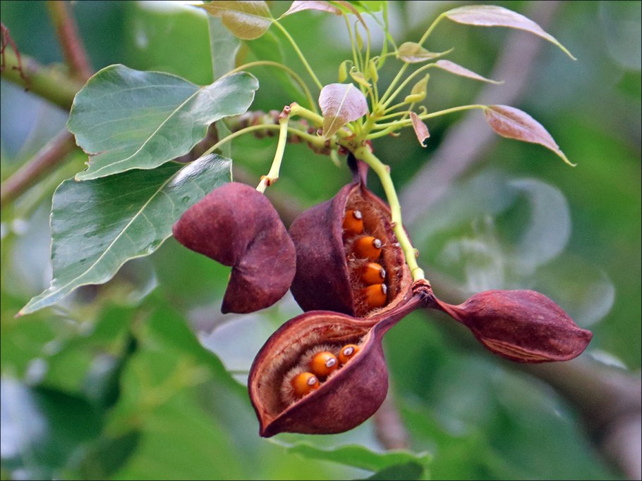 Entandrophragma caudatum