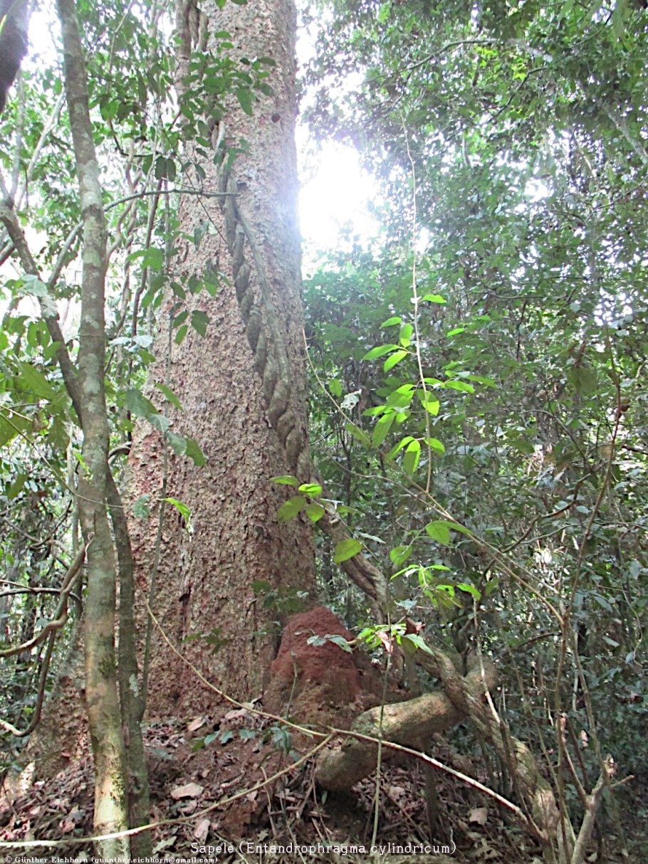 Entandrophragma cylindricum