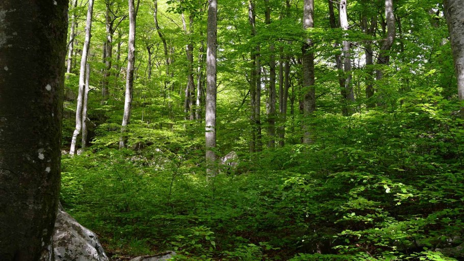 Буковые леса Карпат