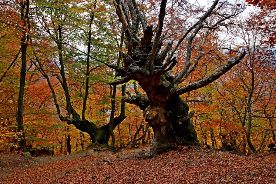 Леса Крыма Пушкин