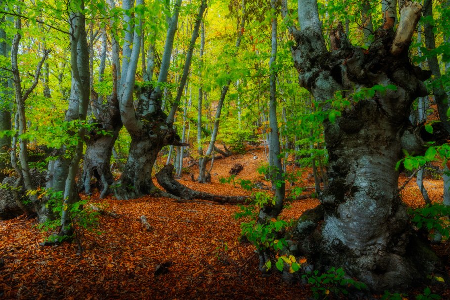 Буковый лес гора Стрижамент