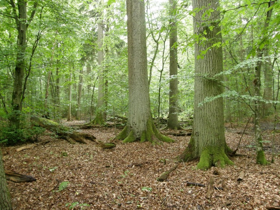 Дубово грабовые леса