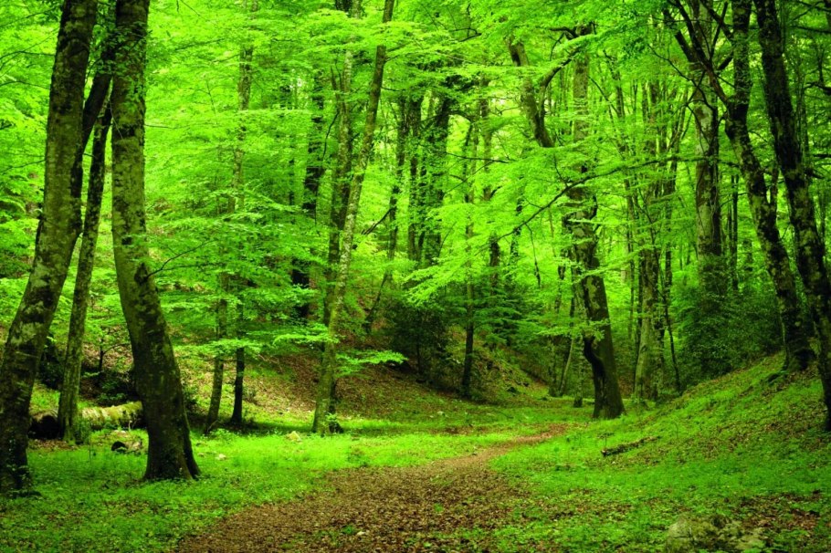 Дубово буковые леса Австрии