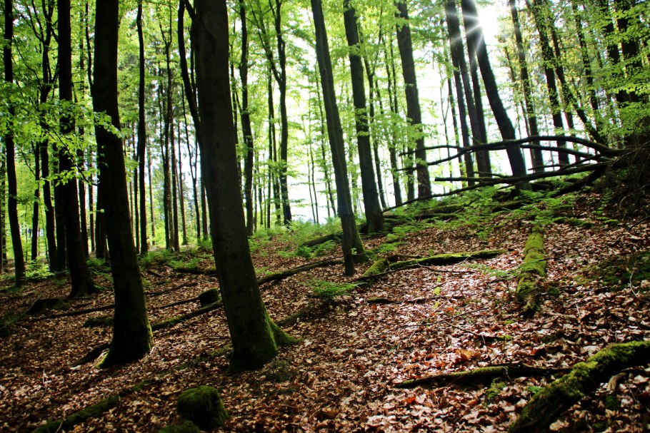 Буковый лес в Германии