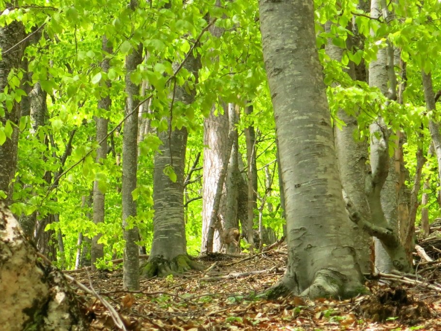 Заповедник буковые леса Словакия