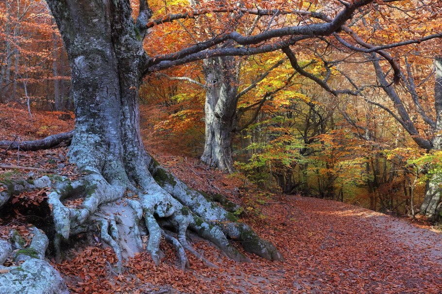 Буковая роща Демерджи