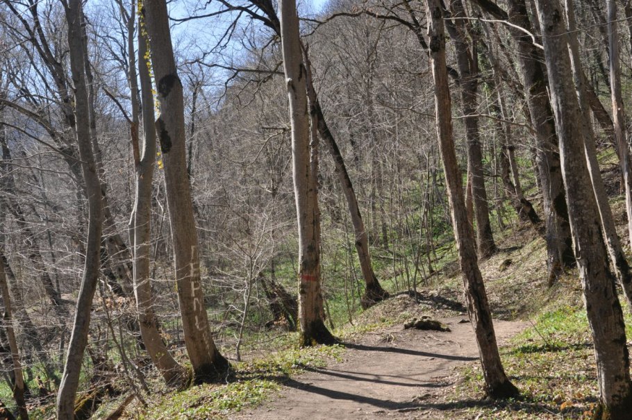 Древний Грабово-буковый лес Сочи