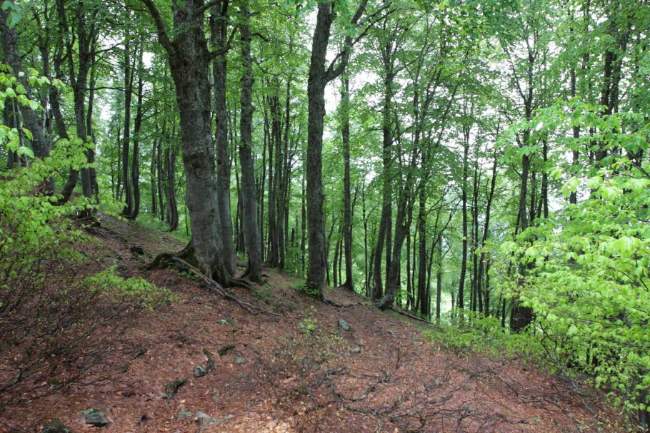 Буковые леса красная Поляна Сочи