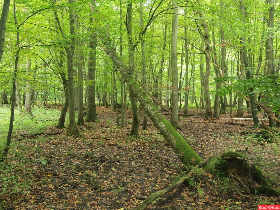 Клёново-буковый лес
