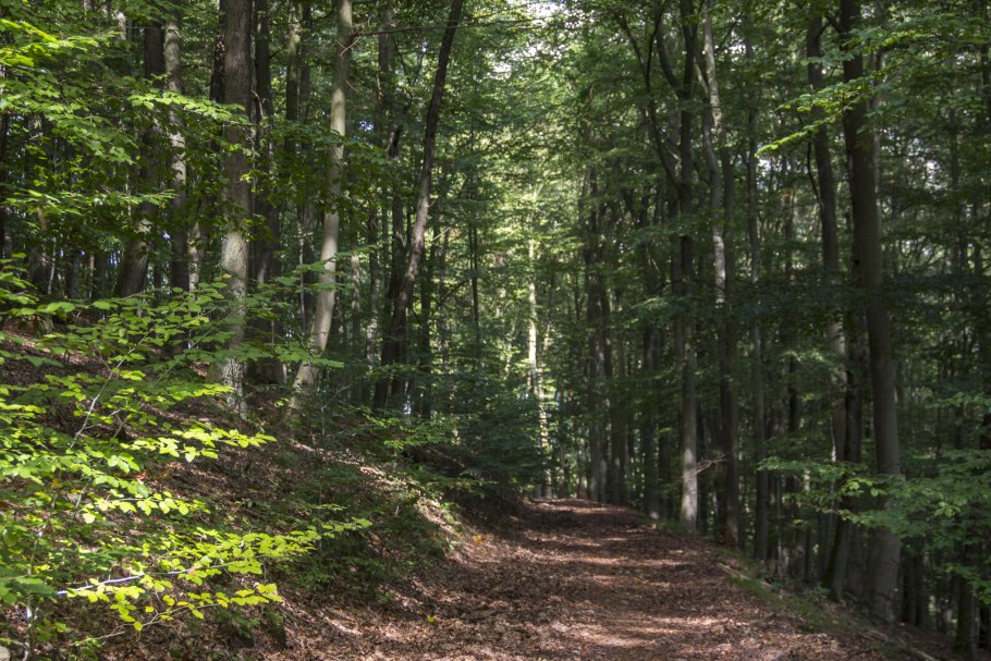 Лиственный лес в Германии