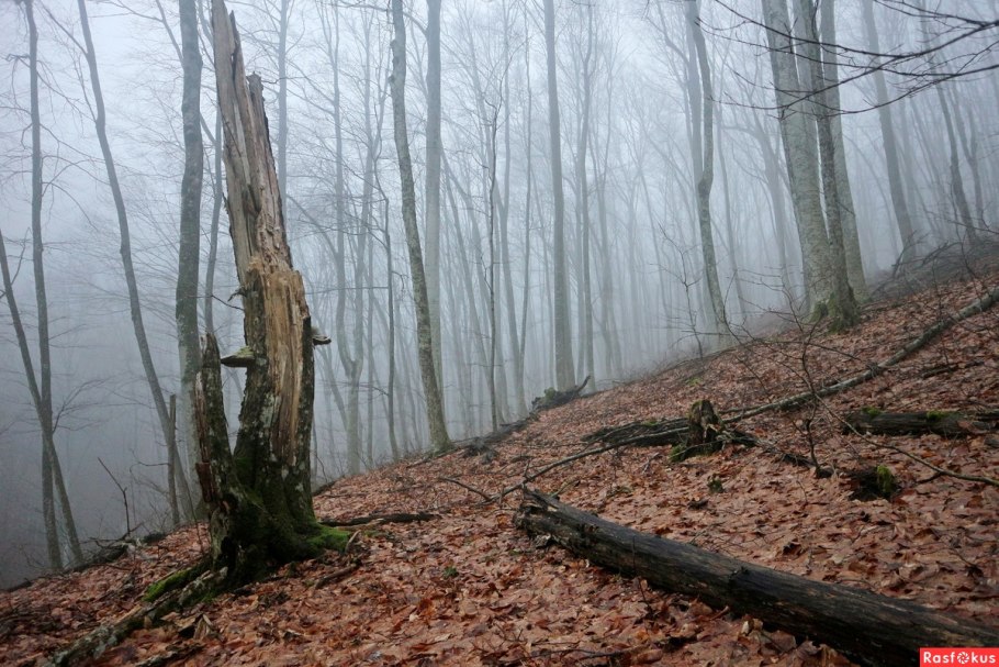 Древний Грабово-буковый лес