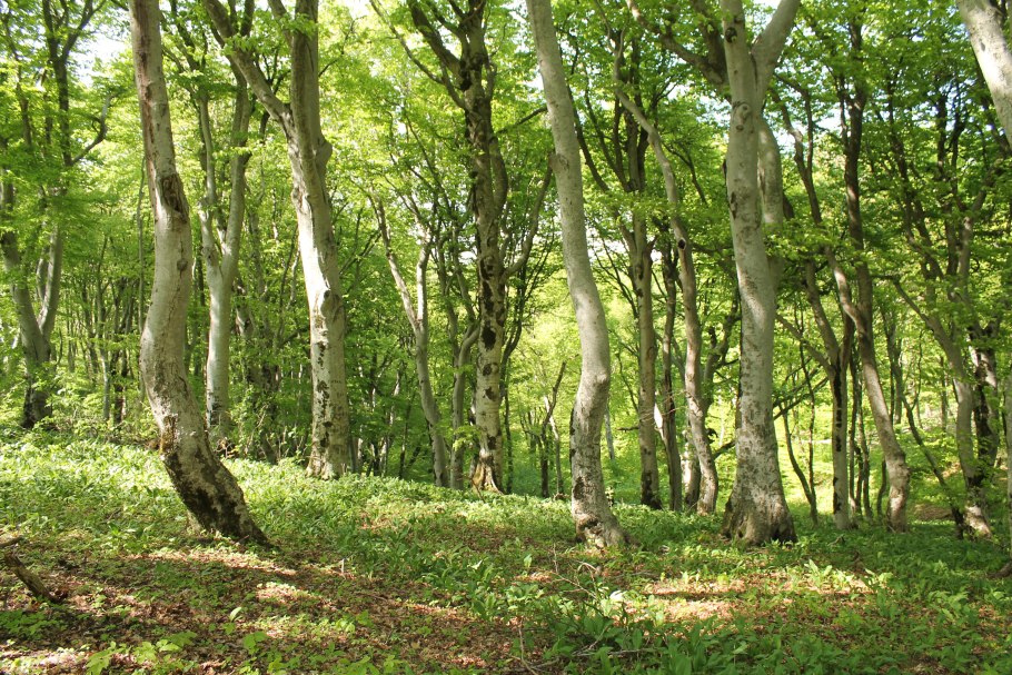 Буковый лес стрижамент