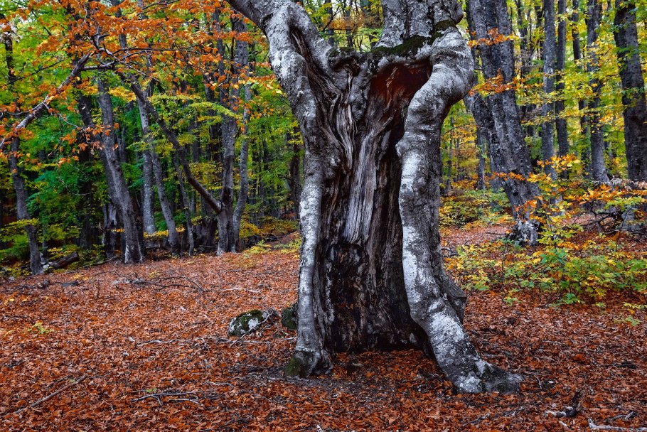 Буковый лес Россия осенью фото